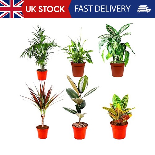 Indoor plants real mix 6 - indoor,