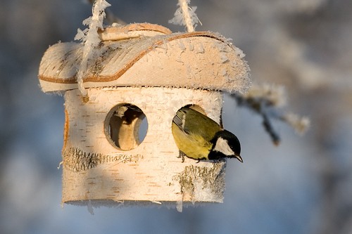 Birch bird feeder - ,