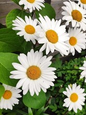 Shasta Daisy 'Becky'  1L size