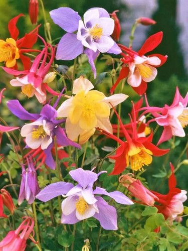 Aquilegia mckana hybrids mix - aquilegia,
