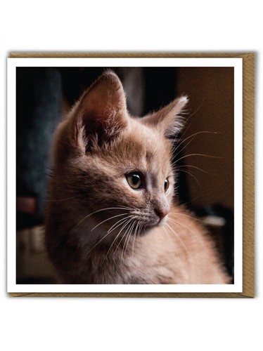 Fluffy cute ginger cat - cute,