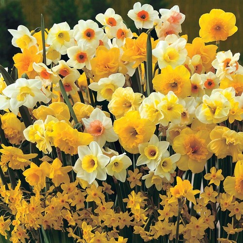 Mini daffodil mixed - mini,