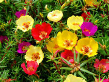 PORTULACA GRANDIFLORA SINGLE MIX - MOSS ROSE - 3500 FINEST SEEDS