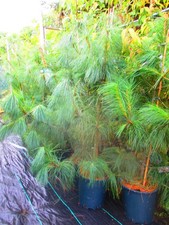 Large 4.5ft-5ft ft  (inc. pot) Evergreen Hardy Weeping Bhutan Pine 12litre