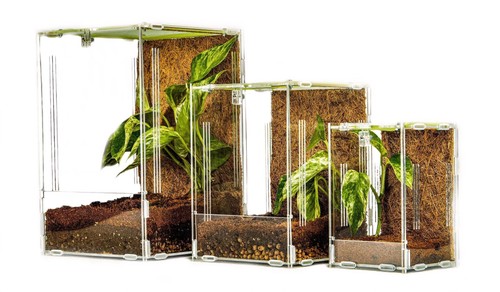 Mantis den acrylic - mantis,