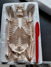 Mini Human Skeleton Model W/