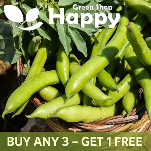 Vegetable seeds broad bean - seeds,