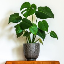 Monstera Deliciosa Houseplant, Swiss Cheese Plant, tropical glossy leaves 4L pot