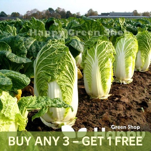Vegetable seeds chinese - vegetable,