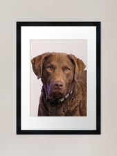 Radar Chesapeake Bay Retriever