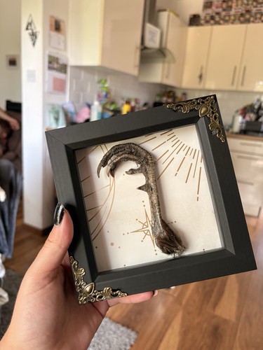 Large bird claw - bird, taxidermy