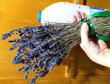 Lavender 2025 BLUEST 300 + stems dried natural Most fragrant UK grown variety