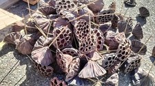 JOBLOT - 6" Dried Lotus Pods