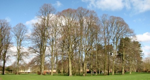 Photo 6x4 mature - 6x4, trees