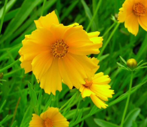 Coreopsis grandflora mayfield - coreopsis,