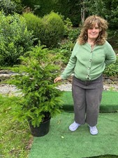 1 x Large Yew Hedging /Tree Evergreen (taxus baccata) 130cm.  PRICE REDUCED!