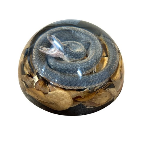 Real non venomous - snake, resin