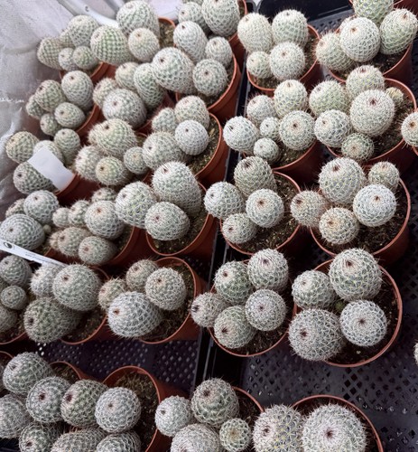 Mammillaria dealbata potsize - dealbata,