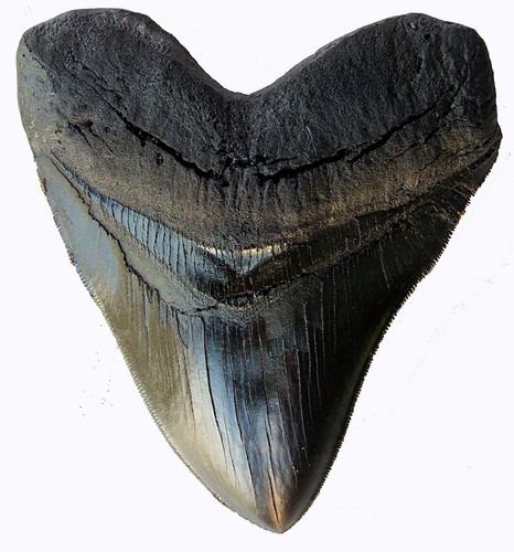 Inch megalodon tooth black - tooth,