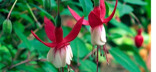 Fuchsia snowcap plug - ,