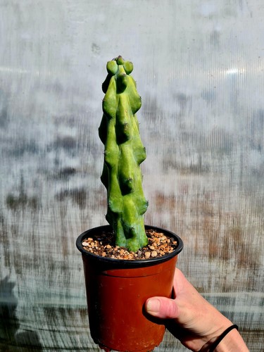 Myrtillocactus geometrizans - myrtillocactus,