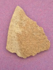 Dinosaur fossil - Piece of Egg