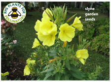 COMMON YELLOW EVENING PRIMROSE BRITISH WILD FLOWER SEEDS SLYNE GARDEN 