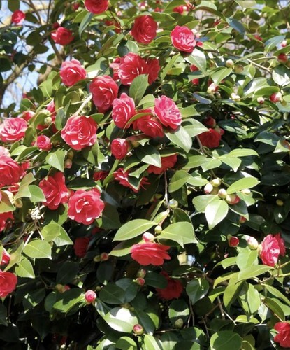 Camellia japonica lady - camellia,