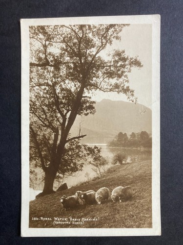 Sheep rydal water - sheep, at