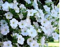 5 X   SURFINIA  TRAILING PETUNIA SNOW   PLUG PLANTS PRE ORDER FREE POSTAGE