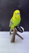 Budgie Budgerigar Green