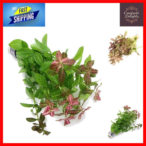 Natural oxygenating hygrophila - oxygenating,