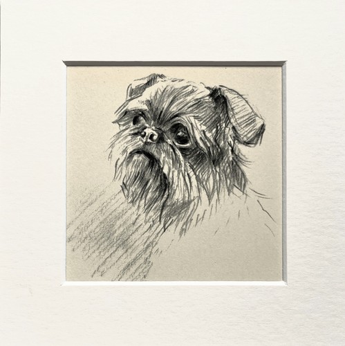 Brussels griffon dog sketch - griffon,