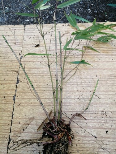Bamboo plant clumping bundle - plant,
