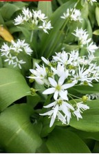 Wild Garlic Bulbs In The Green
