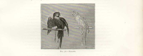 Original old antique - old, print