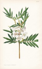 Eucryphia Moorei Australia botany flower flower botany lithograph Curtis 9411