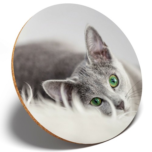 Russian blue cat kitten - 1,