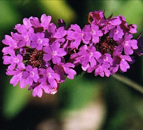 Verbena rigida seeds - verbena, rigida-30