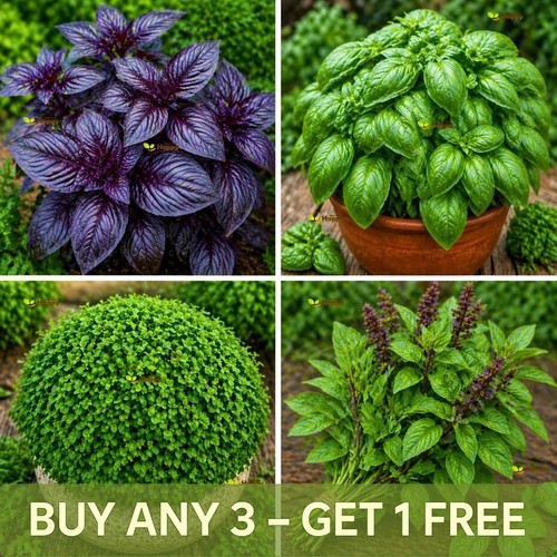 Herb mixed basil 500 - -,