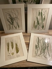 Original antique botanical