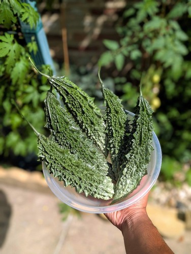 Fresh bitter melon gourd - 8,