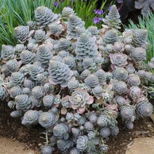 Orostachys chinese hat plant