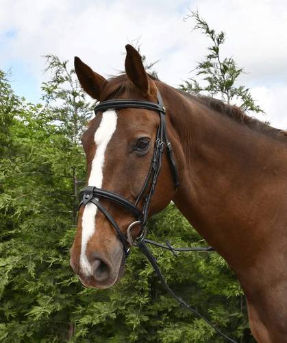 Rhinegold leather bridle - rhinegold,