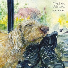 Wirehair Hungarian Vizsla