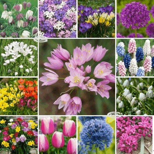 Camassia crocus ixia - crocus,