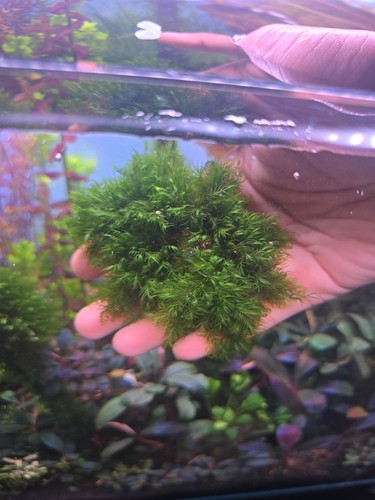 Fissidens fontanus moss rare - fissidens, moss,