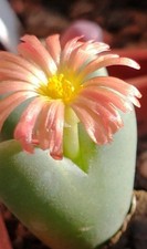 Succulent |  Conophytum bilobum v igniflorum