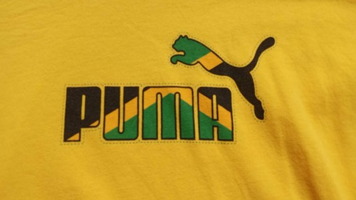 Adult large yellow puma - adult,