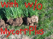 Mycorrhizal Fungi enhanced